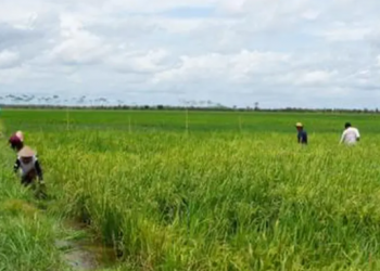 Infrastruktur Pertanian Desa Kerta Buana Siap Dukung Kesejahteraan Warga