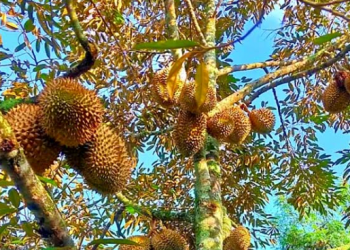Wisata Benua Elai di Desa Batuah, Suguhkan Keunikan Buah Khas Kalimantan