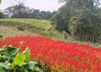 Agrowisata Desa Tani Bakti: Potensi Besar untuk Pariwisata dan Ekonomi