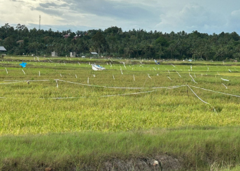 Mengatasi Krisis Regenerasi Petani di Tenggarong Seberang demi Masa Depan Ketahanan Pangan