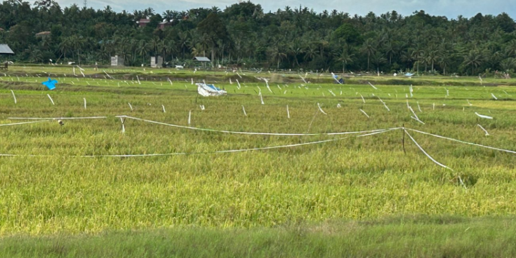 Mengatasi Krisis Regenerasi Petani di Tenggarong Seberang demi Masa Depan Ketahanan Pangan