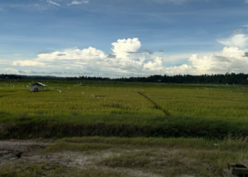 Desa Segihan Tingkatkan Penggunaan Teknologi untuk Pertanian yang Lebih Efisien