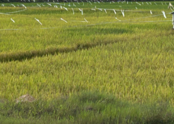 Perkuat Ketahanan Pangan, Desa Segihan Optimalkan Lumbung Pangan dan Koperasi untuk Stabilkan Harga Beras