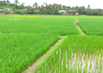 Distanak Kukar Gandeng Kementan Tingkatkan Pembangunan Lima Lumbung Pertanian