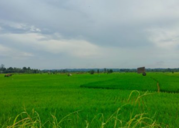 Pemerintah Kukar Gelontorkan APBD untuk Pertanian Wilayah Non-Program Pusat