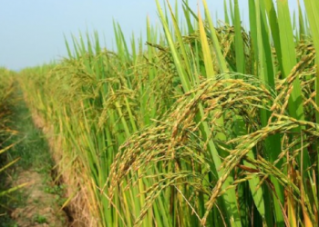 Program OPLAH Desa Rapak Lambur, Tingkatkan Produksi dan Kesejahteraan Petani