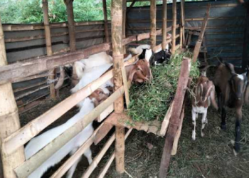 Pemdes Loa Raya Dorong Peternakan Kambing Jadi Sumber Ekonomi Baru