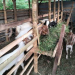Pemdes Loa Raya Dorong Peternakan Kambing Jadi Sumber Ekonomi Baru