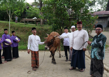 Perkuat Solidaritas, Pemkab Kukar Salurkan Dua Sapi Limosin ke Ponpes Manunggal Jaya