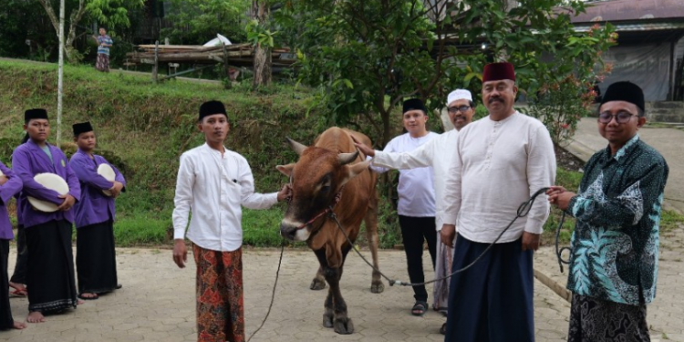 Perkuat Solidaritas, Pemkab Kukar Salurkan Dua Sapi Limosin ke Ponpes Manunggal Jaya
