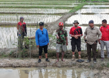 Edi Damansyah Tinjau Penggunaan Alat Tanam Modern, Targetkan Tiga Kali Tanam Padi per Tahun