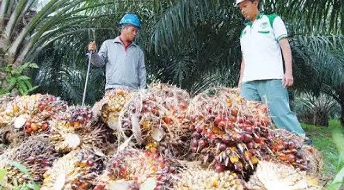 Harga TBS Sawit Turun, Petani Plasma di Kaltim Terpukul