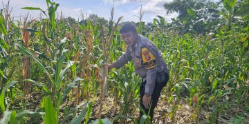 Kolaborasi Polisi dan Petani di Samarinda, Ubah Lahan Terbengkalai Jadi Sumber Pangan