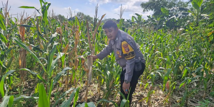 Kolaborasi Polisi dan Petani di Samarinda, Ubah Lahan Terbengkalai Jadi Sumber Pangan